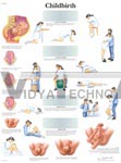 Childbirth - Anatomical Chart